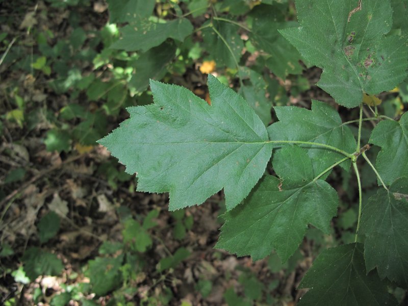 Sorbus torminalis